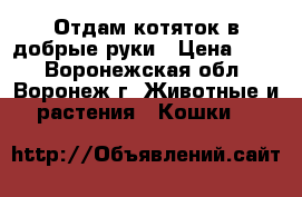 Отдам котяток в добрые руки › Цена ­ 10 - Воронежская обл., Воронеж г. Животные и растения » Кошки   
